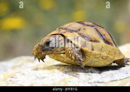 Testudo graeca walking on a rock in natural habitat, adult animal ( spur-thighed or greek tortoise ) Stock Photo