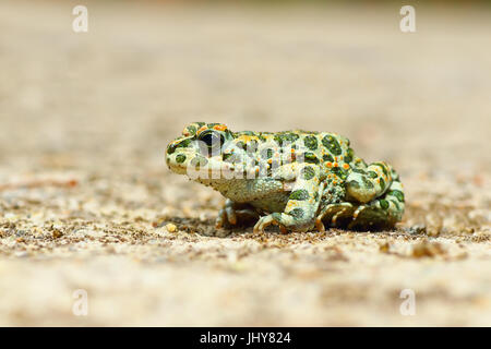 young european common green toad ( Bufotes viridis ) Stock Photo