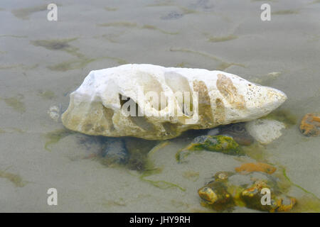 Unusual shaped large white stone on beach. Erosion over time has created a series of holes in the stone. Ferring Beach, near Worthing, West Sussex, UK Stock Photo