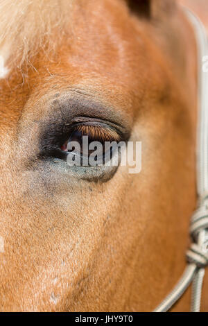 Eye of a Haflo Arab mare, Haflinger Arabs - Eye of in Arabian-Haflinger mare, Auge einer Haflo-Araber Stute, Haflinger-Araber - Eye of an Arabian-Hafl Stock Photo
