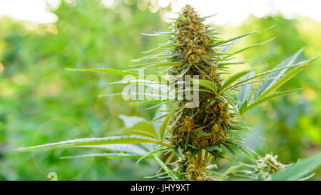 Marijuana plant with flower, cannabis bud in golden summer light Stock Photo
