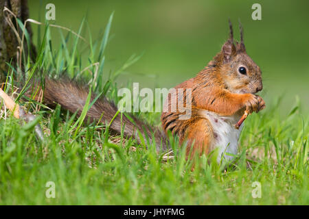 Red Squirrel (Sciurus vulgaris), adult female feeding