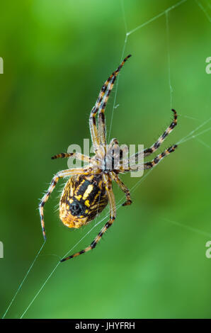 Spider Insect on Web Macro Stock Photo