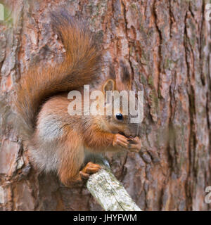 Red Squirrel (Sciurus vulgaris), aduld feeding and seeting on a pine branch Stock Photo