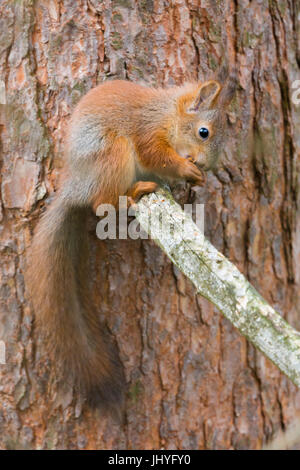 Red Squirrel (Sciurus vulgaris), adult feeding and sitting on a pine branch Stock Photo