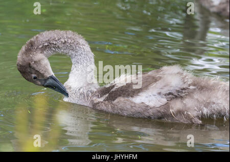 White Mute Swan Cygnet (Cygnus olor) on water cleaning itself  in the UK. Stock Photo
