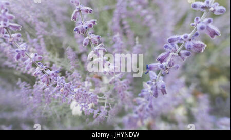 purple line of flowers Stock Photo