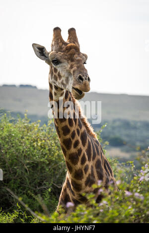 Portrait of a giraffe in the Amakhala Game Reserve on the Eastern Cape, South Africa, Africa Stock Photo