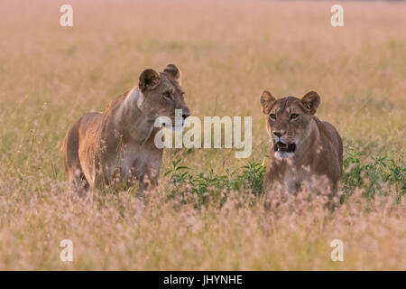 Portrait of two lionesses (Panthera leo) in the savannah, Masai Mara, Kenya, East Africa, Africa Stock Photo