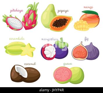 Exotic fruits vector set Juicy and ripe fruit papaya guava mango pitahaya mangosteen fig coconut carambola cartoon organic Isolated vector illustratio Stock Vector