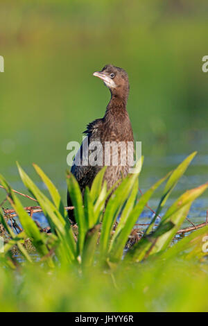Pygmy Cormorant in the Danube Delta Romania Stock Photo