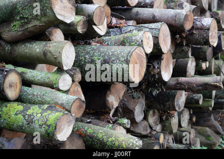 Chopped wood, Gloucestershire, England, United Kingdom, Europe Stock Photo