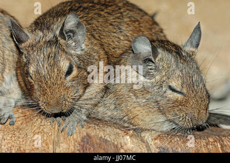 Common Degus / (Octodon degus) | Gewoehnliche Degus / (Octodon degus) / Gewöhnlicher Degu Stock Photo