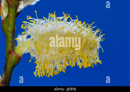 Goat Willow, male catkins, North Rhine-Westphalia, Germany / (Salix caprea) / Great Sallow | Salweide, maennliche Weidenkaetzchen Stock Photo