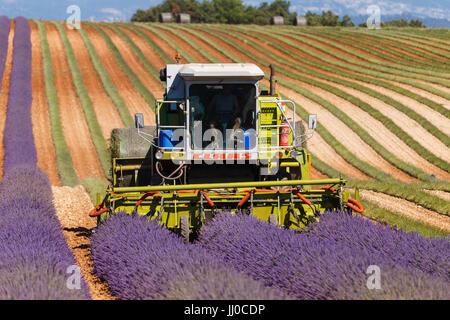 lavender harvester agricultural provence france Stock Photo