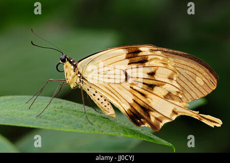 African Swallowtail / (Papilio dardanus) / Mocker Swallowtail, Flying Handkerchief | Afrikanischer Schwalbenschwanz / (Papilio dardanus) Stock Photo