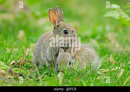 European Rabbits, North Rhine-Westphalia, Germany / (Oryctolagus cuniculus) | Wildkaninchen, Nordrhein-Westfalen, Deutschland Stock Photo