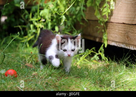 Cute black and white kitten is playing in the garden Stock Photo