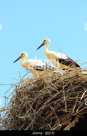 Young white storks, European storks village Cigoc, Croatia Stock Photo