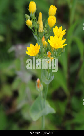 Yellow-wort (Blackstonia perfoliata) grows on alkaline gypsum covered tracks in an otherwise acid environment. Bedgebury Forest, Kent, UK. Stock Photo