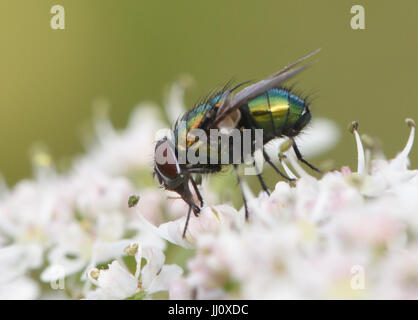 A metallic green Greenbottle fly (Lucilia species) feeds on nectar on a Hogweed (Heracleum sphondylium) flower. Bedgebury Forest, Kent, UK. Stock Photo