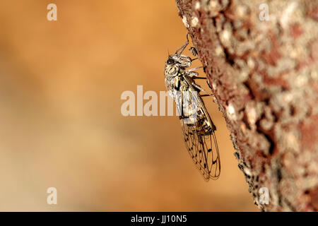 A close up shot of a cigale, cicadas, resting on a tree in the late evening sun in the south of France. the shot clearly shows the insects wings Stock Photo