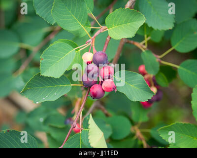 Ripening saskatoon berries and foliage (Amelanchier alnifolia). Also known as juneberries, serviceberries, shadberries, and pigeon berries. Stock Photo