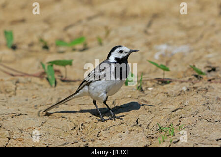 Adult White Wagtail in the Danube Delta Romania Stock Photo