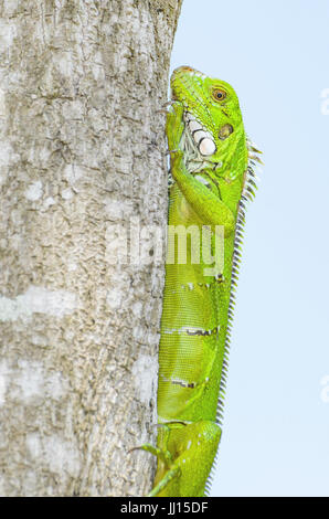 Green lizard on a tree trunk on nature. Vivid green lizard known as Iguana in Brazil. Animal found at amazon area. Stock Photo