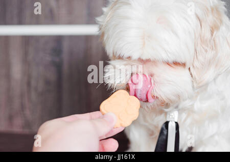 Hand giving a white lhasa apso dog a delicious cracker. Dog with tongue out. Stock Photo
