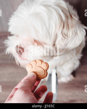 Owner giving a white lhasa apso dog a cracker but dog refusing the cracker turning head to the side. Stock Photo