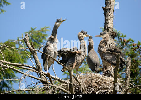 Four heron chicks in a nest.Courtenay, Comox Valley, Vancouver Island, British Columbia Canada Stock Photo