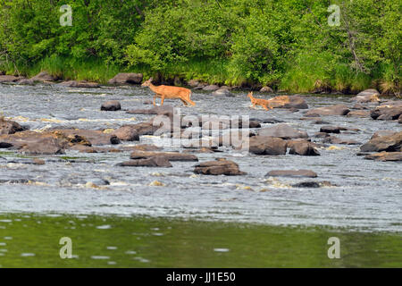 White-tailed deer (Odocoileus virginianus) Doe and fawn crossing Kettle River, Minnesota wildlife Connection, Sandstone, Minnesota, USA Stock Photo