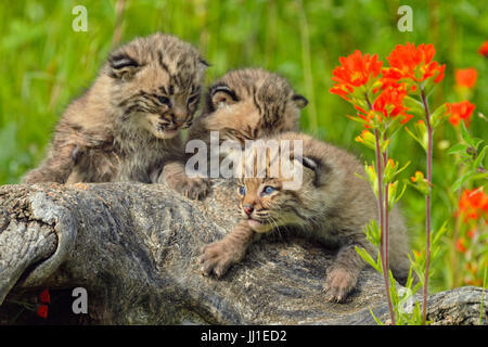 Bobcat (Lynx rufus) Kitten, captive raised, Minnesota wildlife Connection, Sandstone, Minnesota, USA Stock Photo