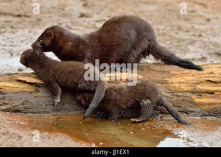 Mink (Mustela vison) Mother and pups, captive, Minnesota wildlife Connection, Sandstone, Minnesota, USA Stock Photo