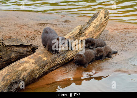 Mink (Mustela vison) Mother and pups, captive, Minnesota wildlife Connection, Sandstone, Minnesota, USA Stock Photo