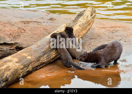 Mink (Mustela vison) Mother and pups, captive, Minnesota wildlife Connection, Sandstone, Minnesota, USA Stock Photo