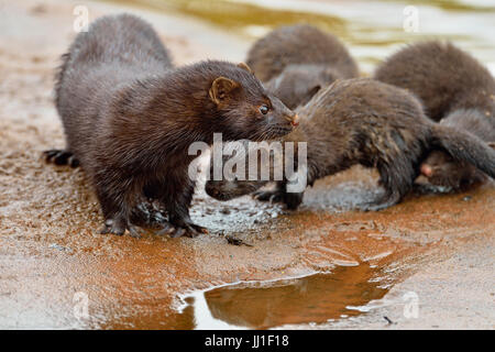 Mink (Mustela vison) Mother and pups, captive, Minnesota wildlife Connection, Sandstone, Minnesota, USA Stock Photo