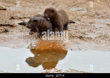 Mink (Mustela vison) Mother and pups, captive, Minnesota wildlife Connection, Sandstone, Minnesota, USA Stock Photo