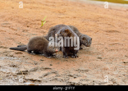 Mink (Mustela vison) Mother and pups, captive, Minnesota wildlife Connection, Sandstone, Minnesota, USA Stock Photo