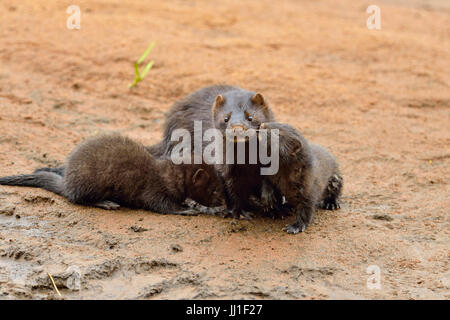 Mink (Mustela vison) Mother and pups, captive, Minnesota wildlife Connection, Sandstone, Minnesota, USA Stock Photo