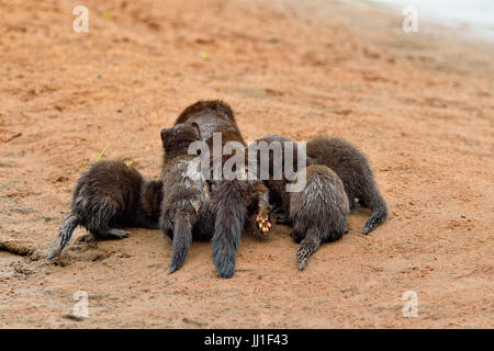 Mink (Mustela vison) Mother and pups, captive, Minnesota wildlife Connection, Sandstone, Minnesota, USA Stock Photo