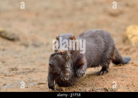 Mink (Mustela vison) Mother and pups, captive, Minnesota wildlife Connection, Sandstone, Minnesota, USA Stock Photo