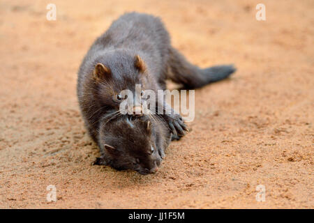 Mink (Mustela vison) Mother and pups, captive, Minnesota wildlife Connection, Sandstone, Minnesota, USA Stock Photo