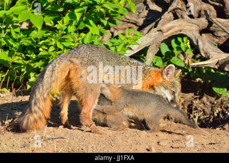 Grey Fox - (Urocyon cinereoargenteus) Mother interacting with kit, captive raised, Minnesota wildlife Connection, Sandstone, Minnesota, USA Stock Photo