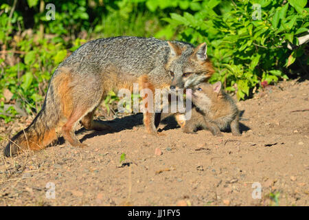 Grey Fox - (Urocyon cinereoargenteus) Mother interacting with kit, captive raised, Minnesota wildlife Connection, Sandstone, Minnesota, USA Stock Photo