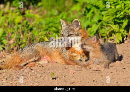 Grey Fox - (Urocyon cinereoargenteus) Mother interacting with kit, captive raised, Minnesota wildlife Connection, Sandstone, Minnesota, USA Stock Photo