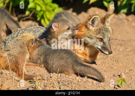 Grey Fox - (Urocyon cinereoargenteus) Mother nursing kits, captive raised, Minnesota wildlife Connection, Sandstone, Minnesota, USA Stock Photo