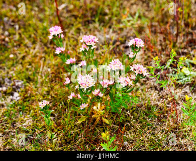 The delicate pink flowers of Common Centaury or European centaury (Centaurium erythraea) Stock Photo