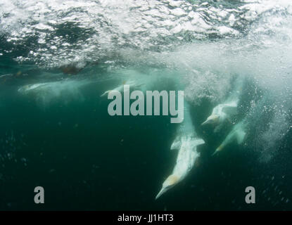 A group of Northern Gannets (Morus bassanus) dive for fish off the Shetland Islands, UK Stock Photo